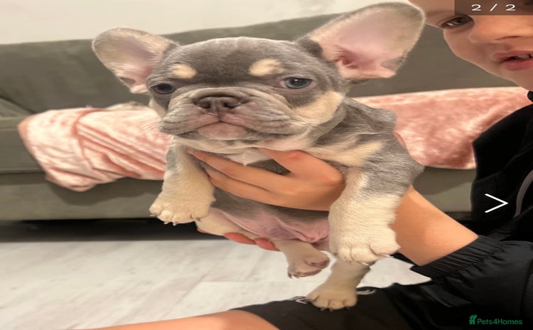 French Bulldog dogs - Advert 4