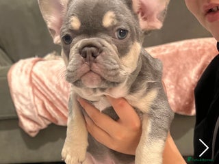 French Bulldog dogs - Advert 8