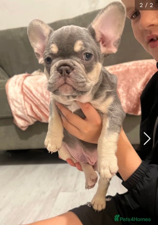 French Bulldog dogs - Advert 16