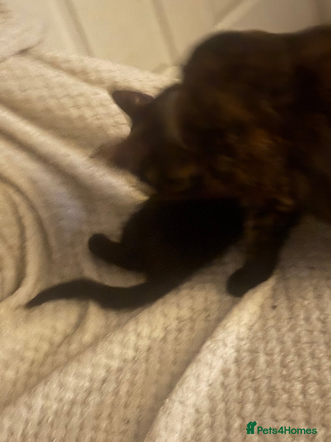 Mixed Breed cats for sale: Four mixed breed kittens for sale - Advert 5