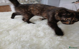 Bombay cats for sale: Three precious female kittens - Image 7