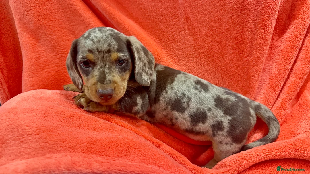 Miniature Dachshund dogs for sale: 🐾 Adorable Dachshund Puppies - 3 Boys Left - Advert 4
