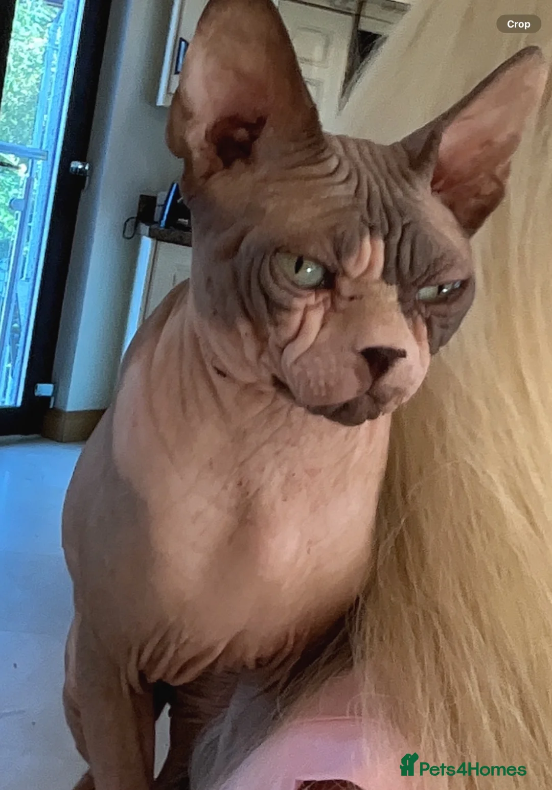 Sphynx cats for sale: Male sphynx will be 3 this November  - Advert 4