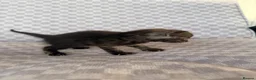 Mixed Breed cats for sale: Grey smoke tabby kitten - Advert 13