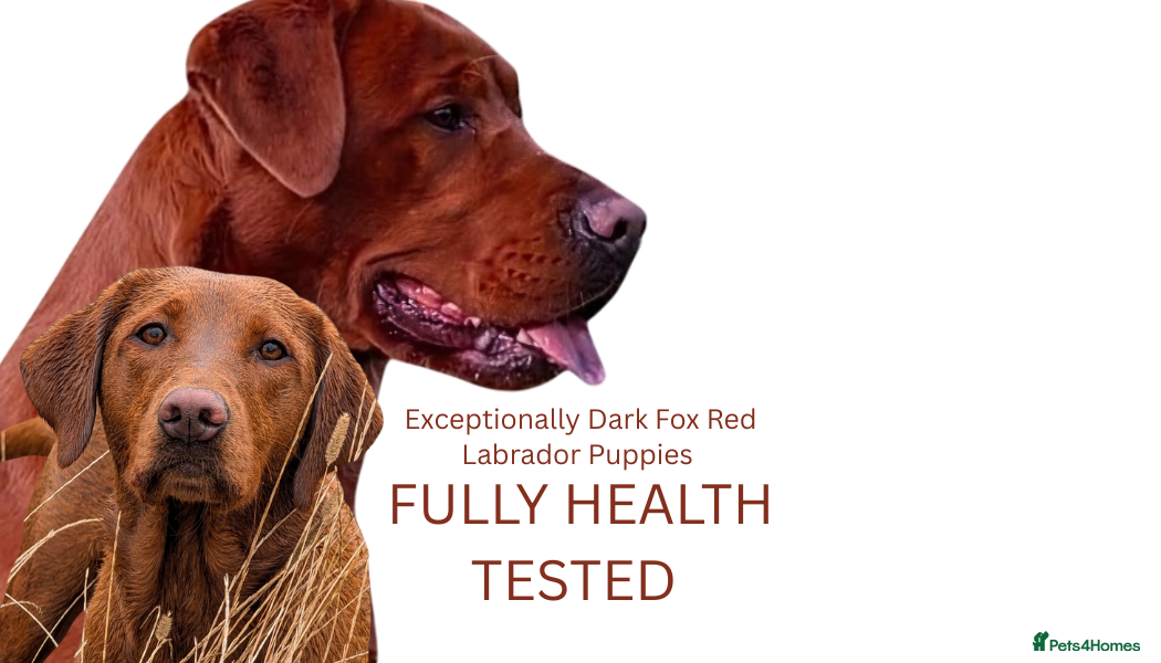 Labrador Retriever dogs Exceptionally dark fox red Labrador puppies  - Advert 2