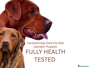 Labrador Retriever dogs Exceptionally dark fox red Labrador puppies - Advert 1
