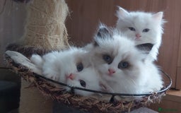 Ragdoll cats for sale: RAGDOLLS BICOLOUR BOY GIRLS BLUE EYES READY NOW  - Advert 30