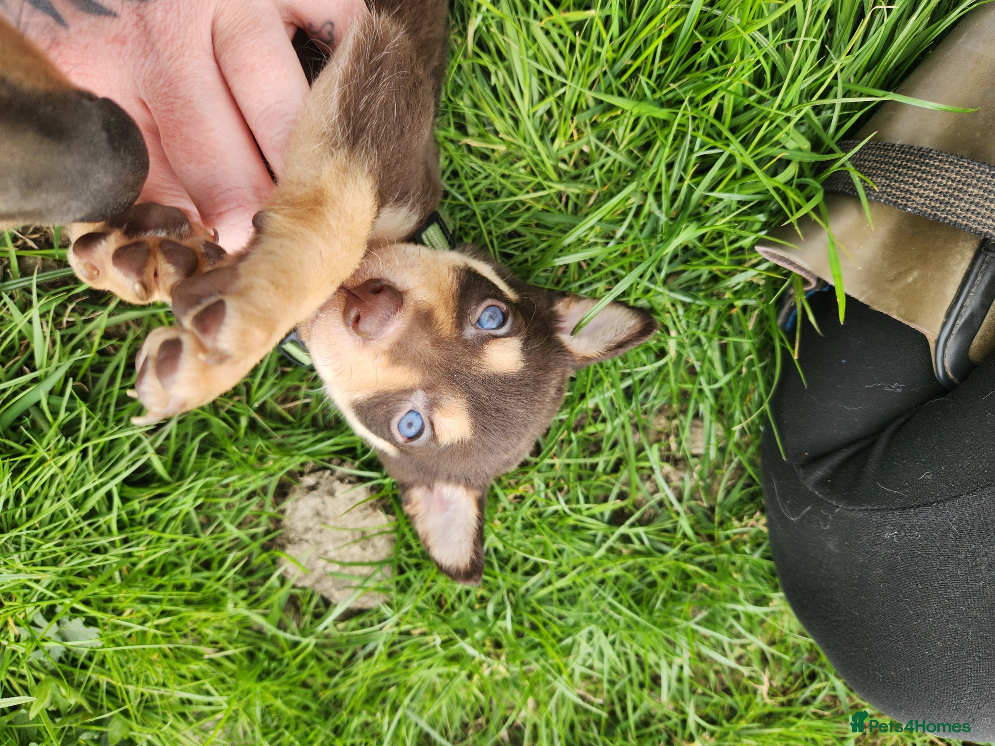 Australian Kelpie dogs Kelpie puppies - Advert 2