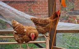 Chickens poultry for sale: Shaver brown chickens - Image 7