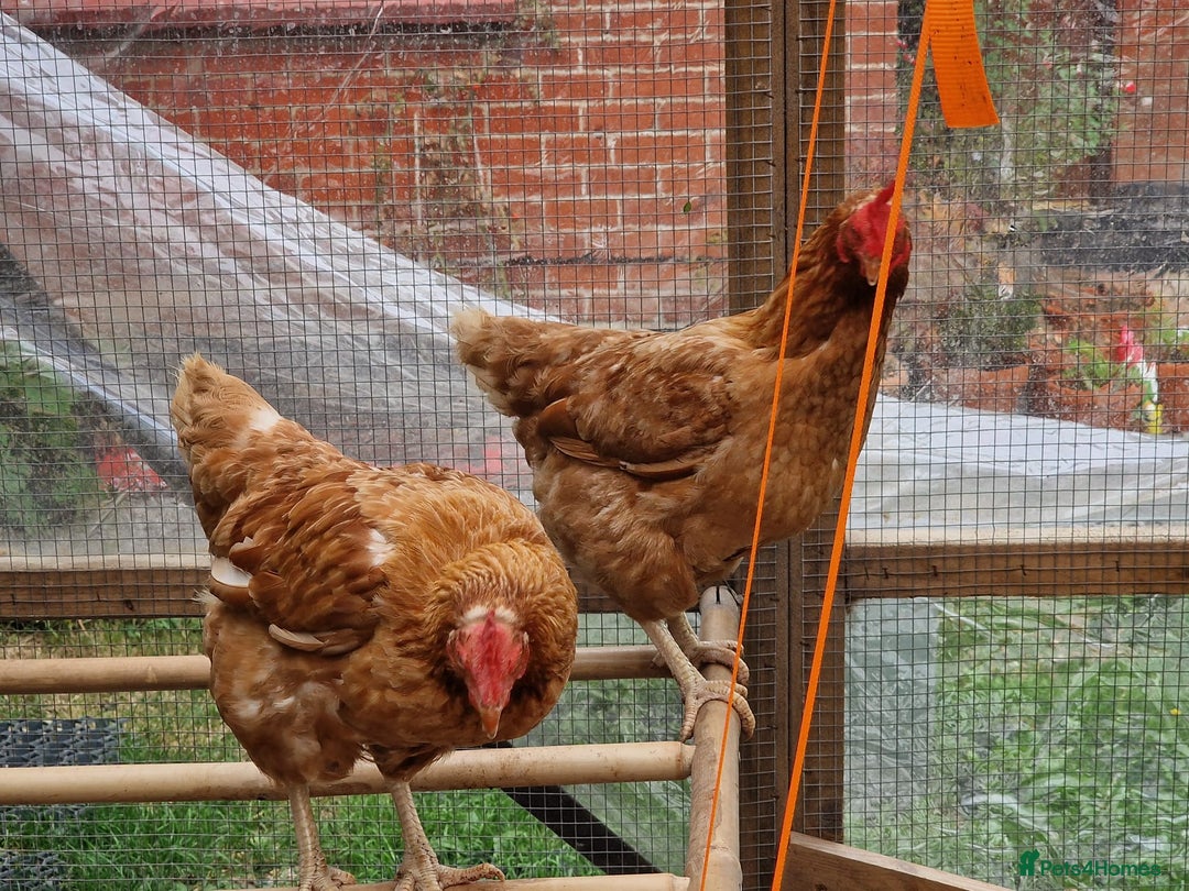 Chickens poultry for sale: Shaver brown chickens - Image 7