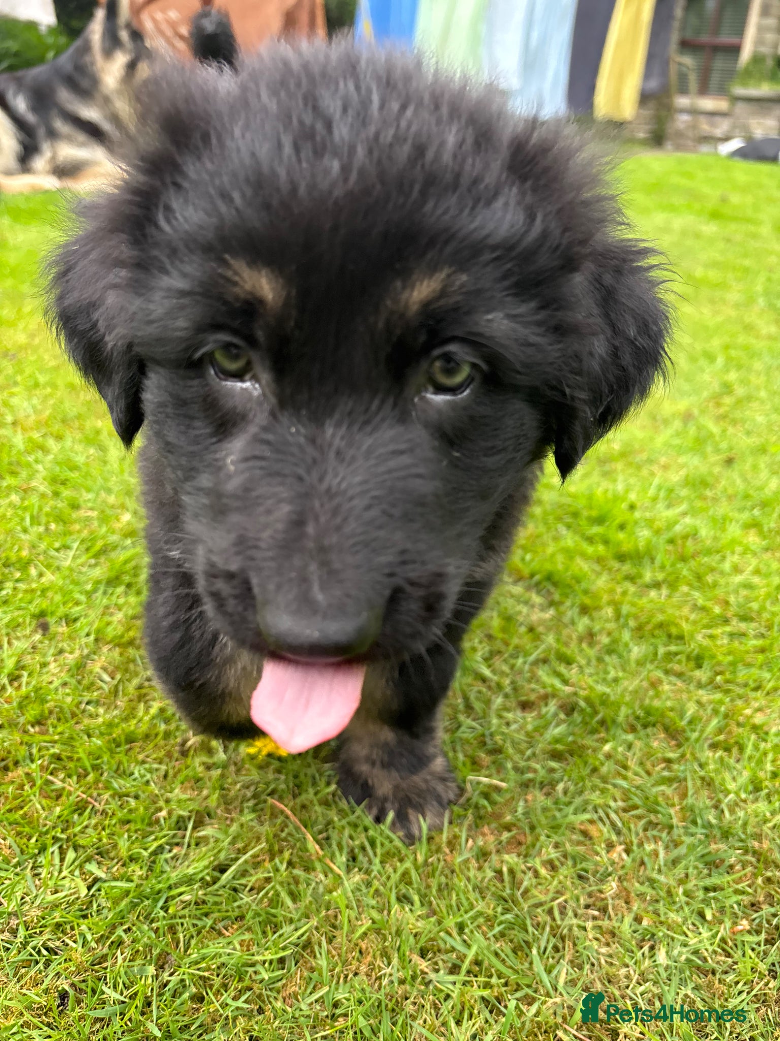 German Shepherd dogs Last 2 remaining German shepherd puppies.  - Advert 1