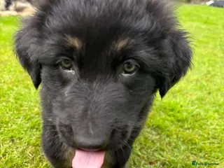 German Shepherd dogs Last 2 remaining German shepherd puppies. - Advert 7