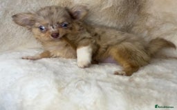 Chihuahua dogs for sale: Chihuahua long coat. Marble  - Image 13