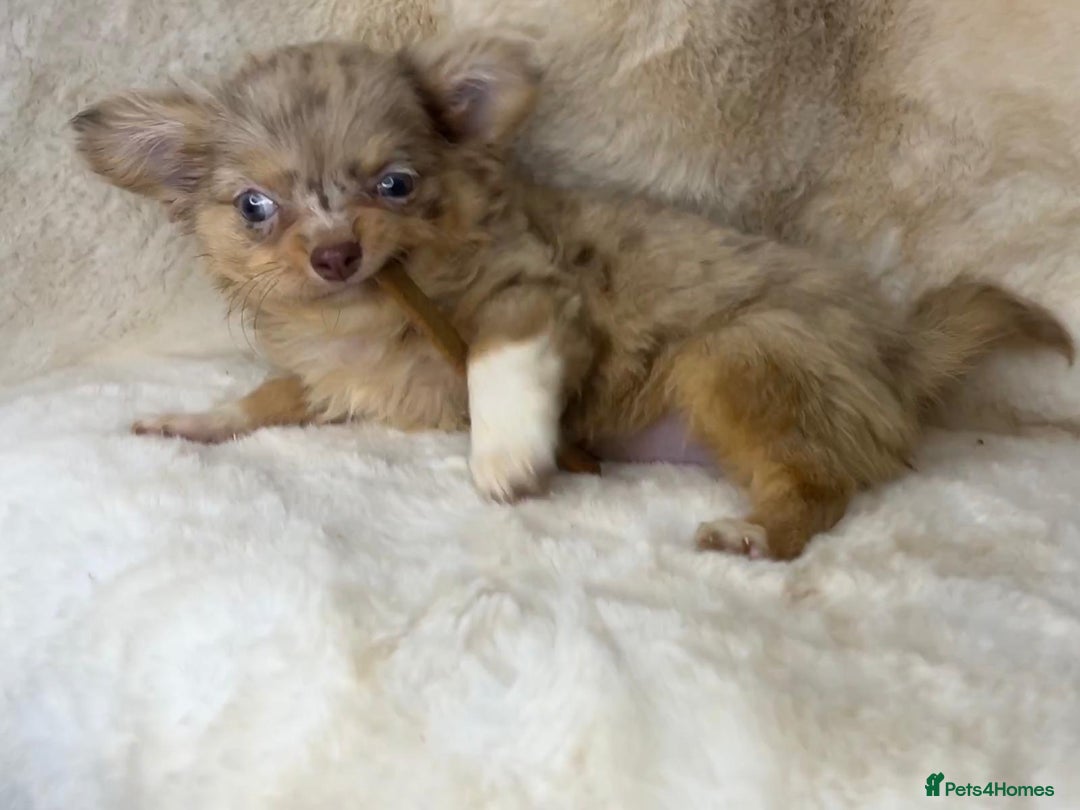 Chihuahua dogs for sale: Chihuahua long coat. Marble  - Image 13