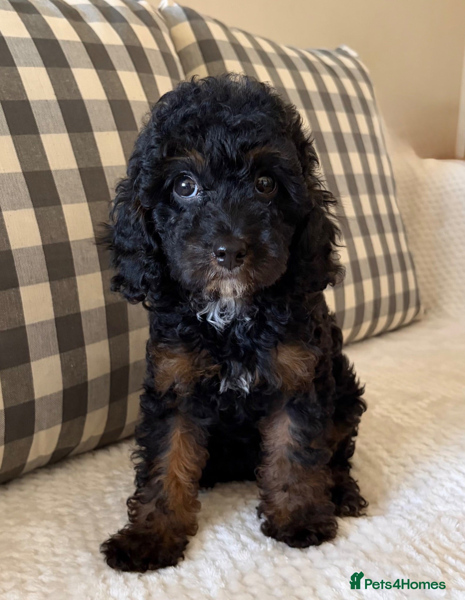 Cockapoo dogs Health tested cockapoo puppies  - Advert 1