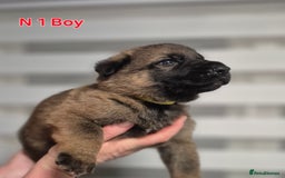 German Shepherd dogs for sale: German Shepherd  - Image 3