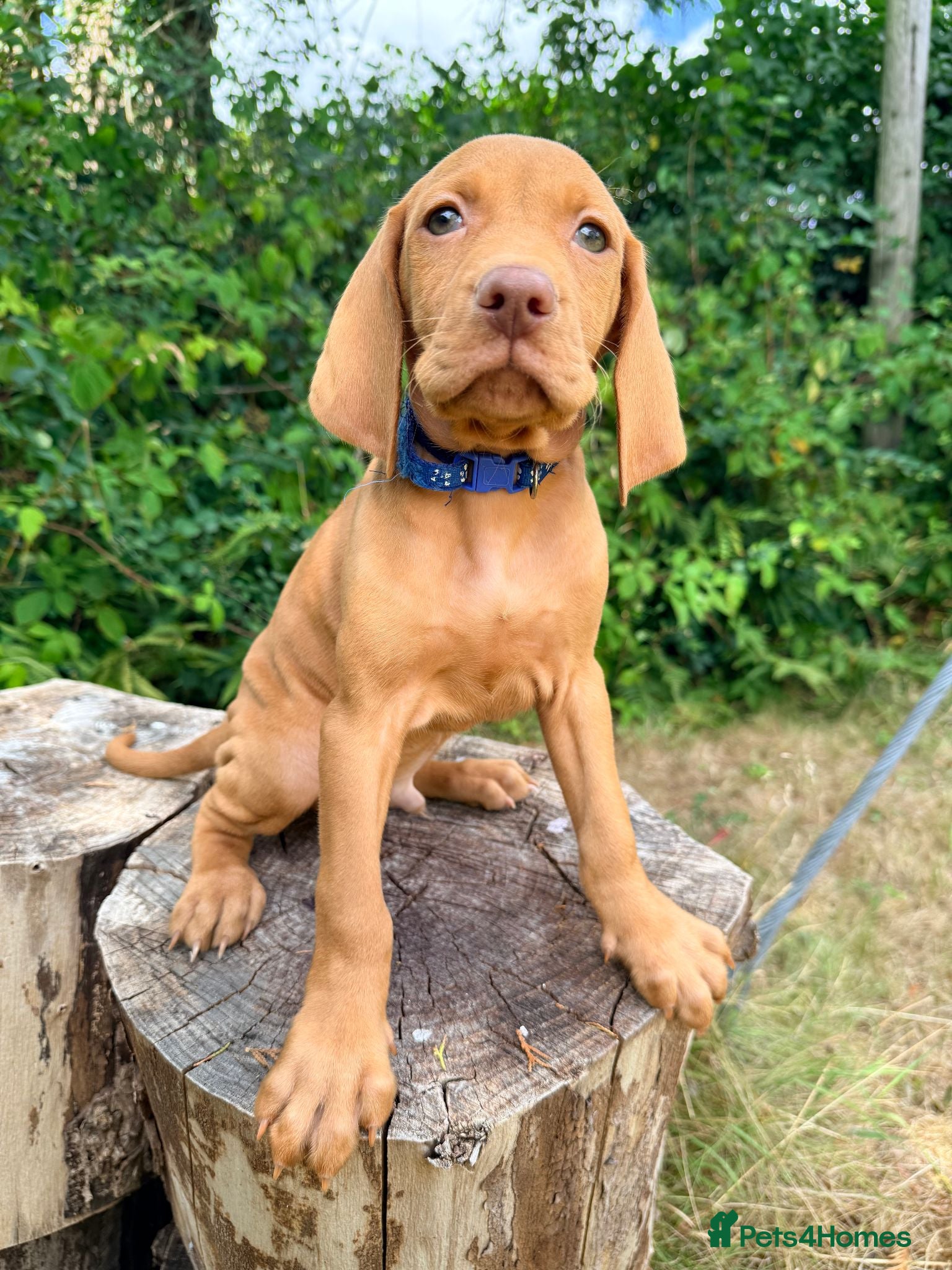 Hungarian Vizsla dogs KC Reg Hungarian Vizsla pups Hip/Elbow DNA Tested - Advert 8