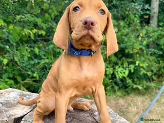 Hungarian Vizsla dogs KC Reg Hungarian Vizsla pups Hip/Elbow DNA Tested - Advert 8