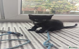 Mixed Breed cats for sale: **2 kittens left*** Beautiful litter - Image 10