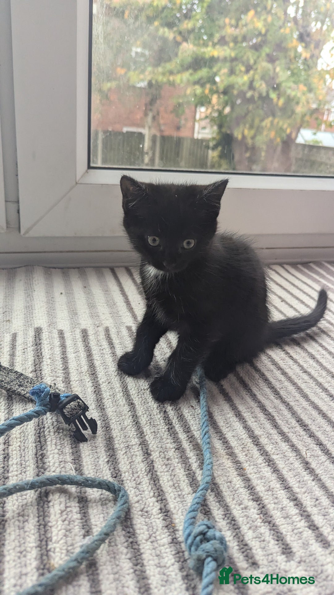 Mixed Breed cats for sale: **2 kittens left*** Beautiful litter - Image 10