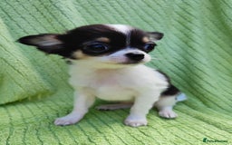 Chihuahua dogs for sale: Amazing Quality Long Coat Chihuahua puppies - Image 22
