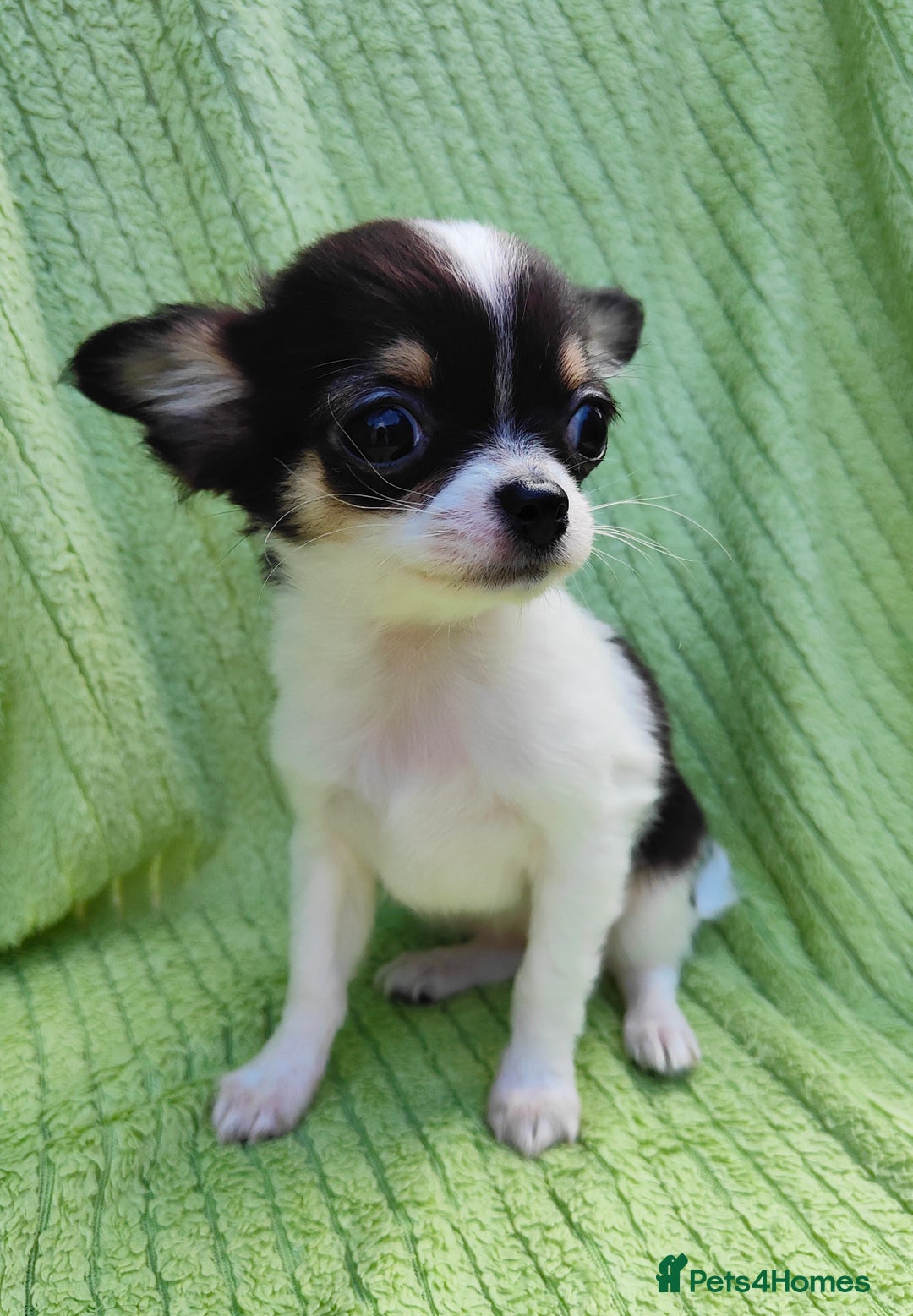 Chihuahua dogs for sale: Amazing Quality Long Coat Chihuahua puppies - Image 22