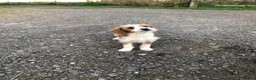 Jackapoo dogs for sale: FULLY VACCINATED AND HEALTH CHECKED JACKAPOO - Advert 1