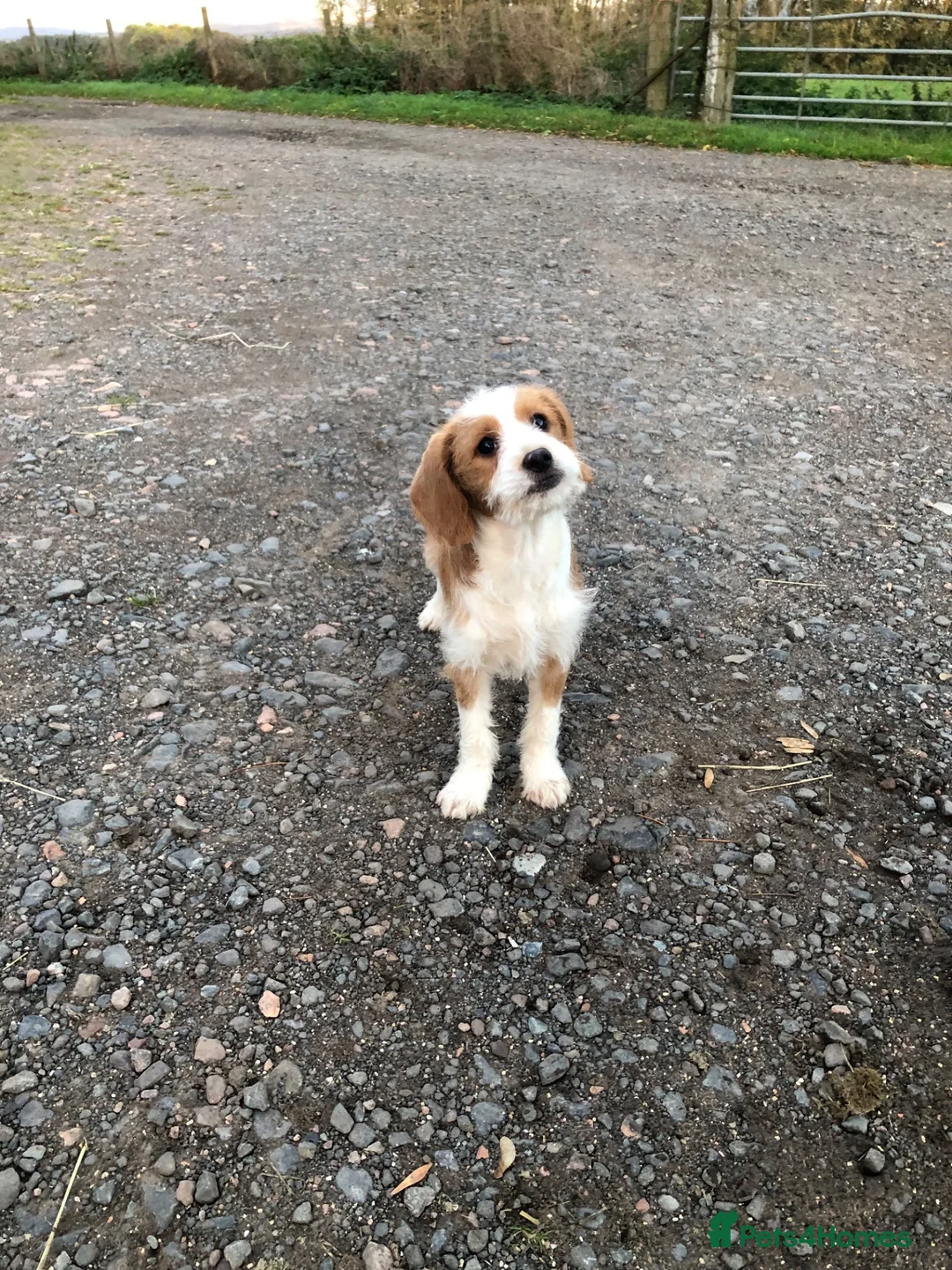 Jackapoo dogs for sale: FULLY VACCINATED AND HEALTH CHECKED JACKAPOO - Advert 1