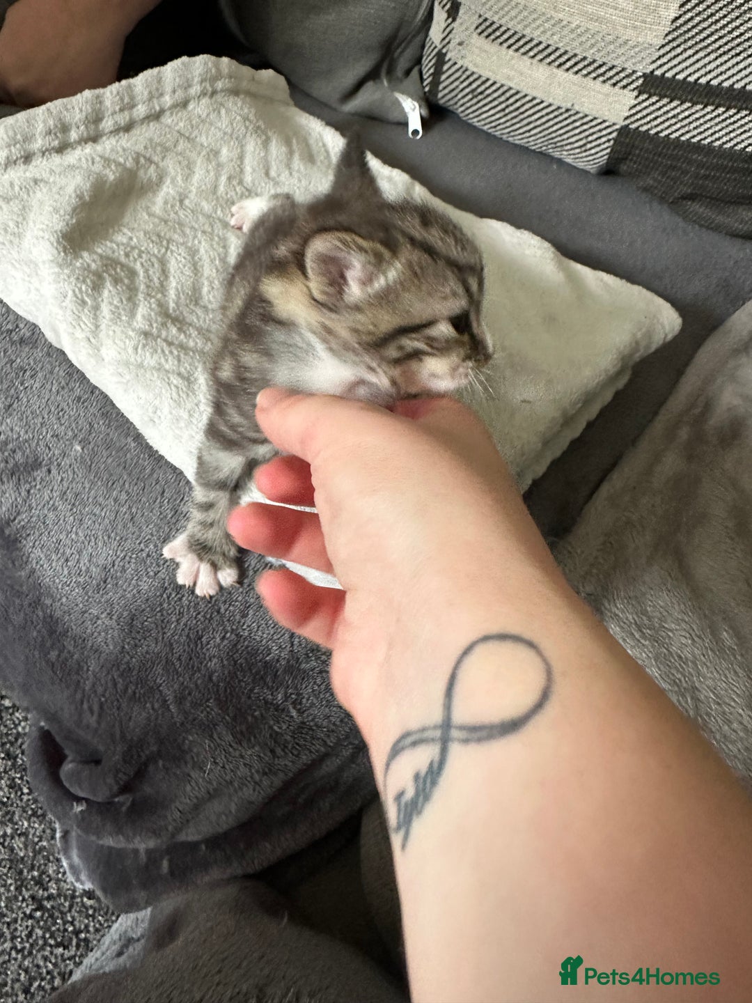 Mixed Breed cats for sale: Beautiful kittens  - Image 26