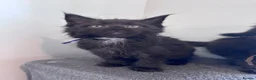 Maine Coon cats for sale: Big Ears & Fluffy Coats – Maine Coon Kittens  - Advert 35