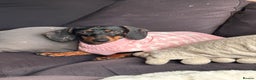 Miniature Dachshund dogs for sale: Beautiful miniature dachshunds  - Advert 5