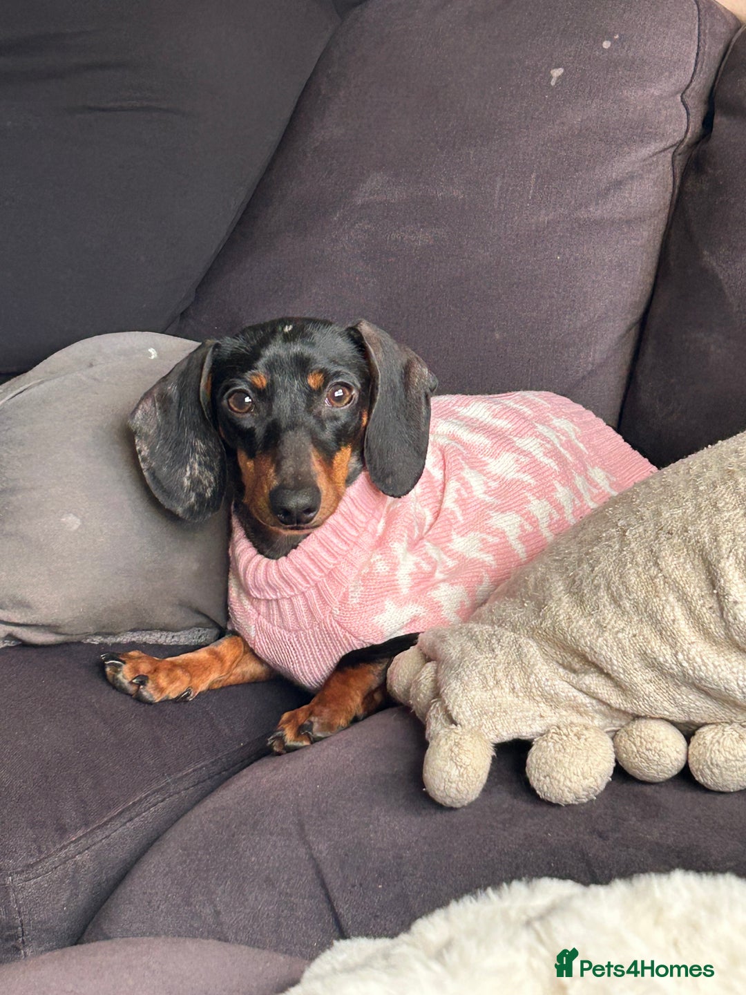 Miniature Dachshund dogs for sale: Beautiful miniature dachshunds  - Advert 5