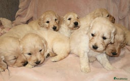 Goldendoodle dogs for sale: 7 beautiful golden doodles  - Advert 3