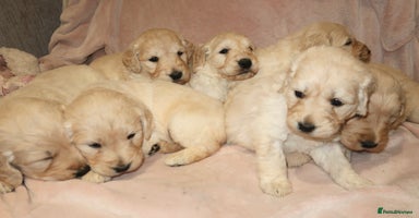 Goldendoodle dogs 7 beautiful golden doodles  - Advert 4