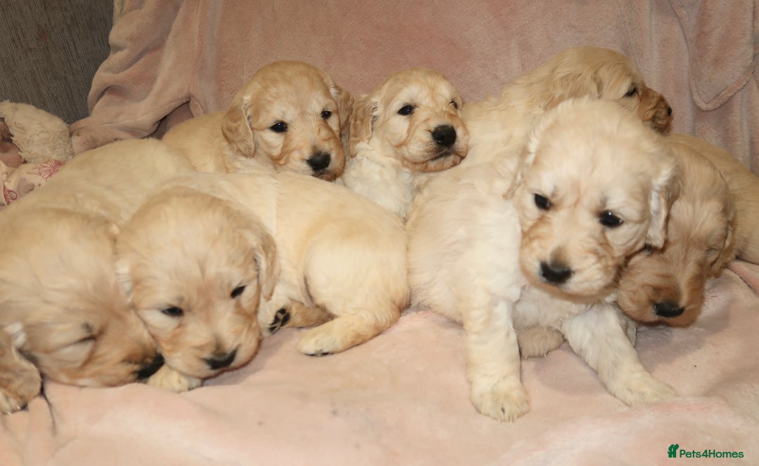 Goldendoodle dogs for sale: 7 beautiful golden doodles  - Advert 3