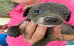Mixed Breed dogs for sale: REDUCED only 2 left Tiny chiweenie puppy’s  - Image 33