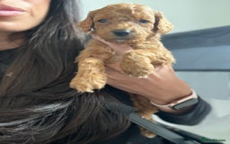 Mixed Breed dogs for sale: Cockapoochon Puppies.  - Image 16