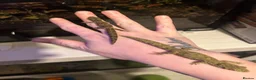 Gecko reptiles for sale: Bonded pair of chameleon geckos  in Coventry - Advert 1
