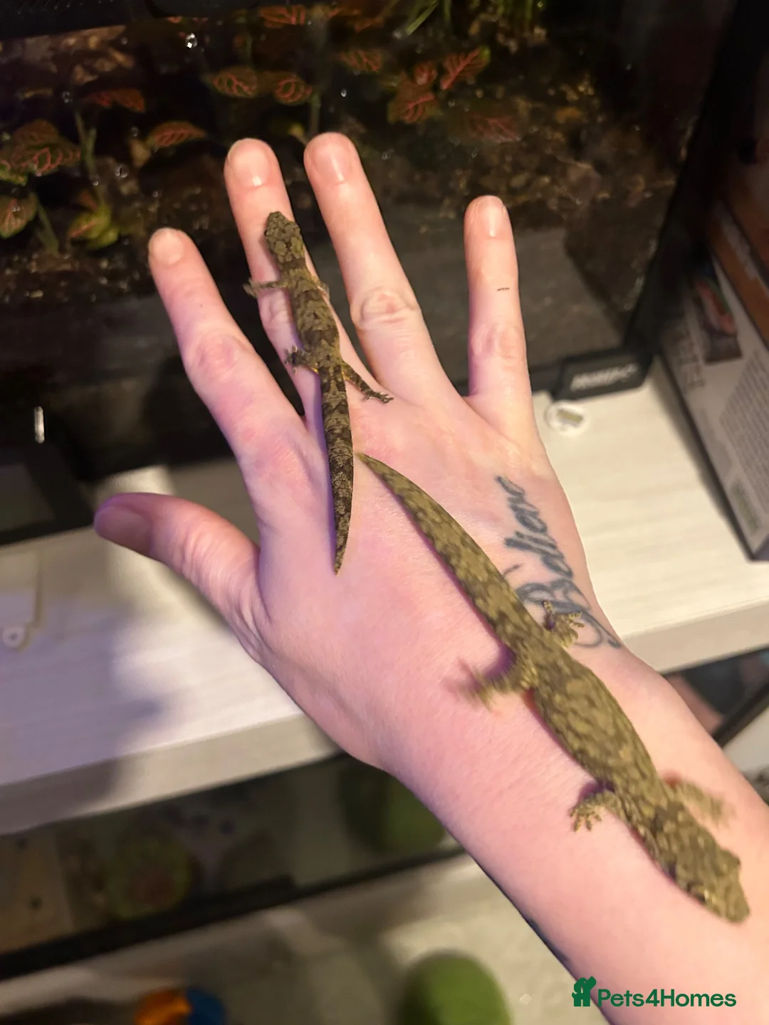 Gecko reptiles for sale: Bonded pair of chameleon geckos  in Coventry - Advert 1