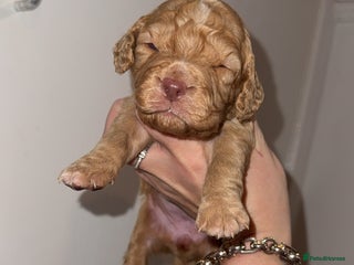Cocker Spaniel dogs 7 beautiful cocker spaniel puppies 🩷💙 - Advert 13