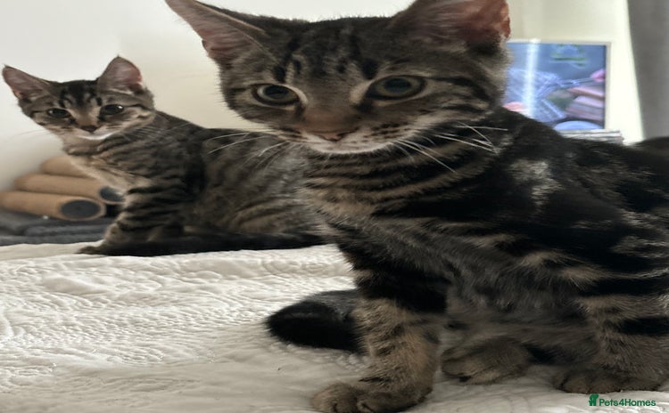 American Shorthair cats in Ilford - Advert 11