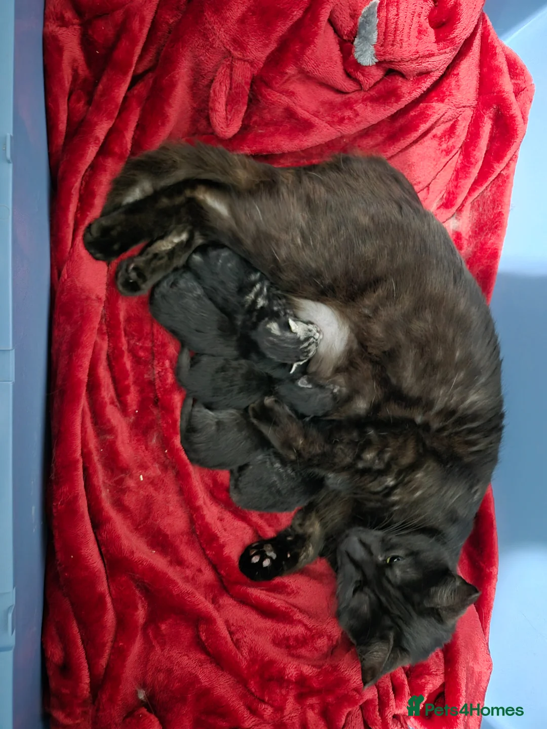 Mixed Breed cats for sale: 2 kittens for sale  - Advert 2