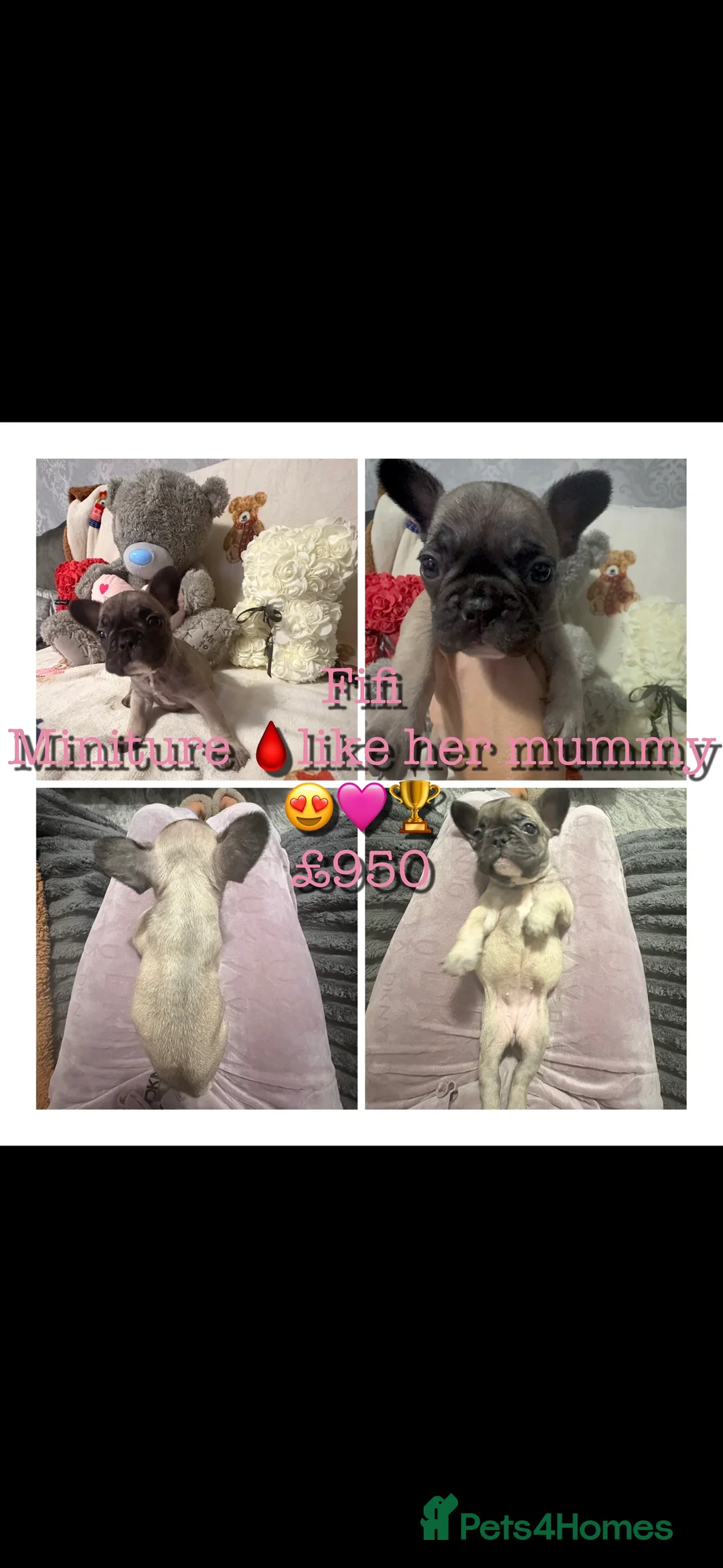 French Bulldog dogs for sale: 🏆 FRENCH BULLDOG 🏆 - Advert 7