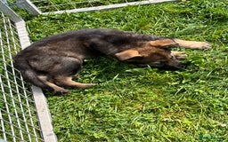 German Shepherd dogs for sale: German Shepherd Pups  - Image 15