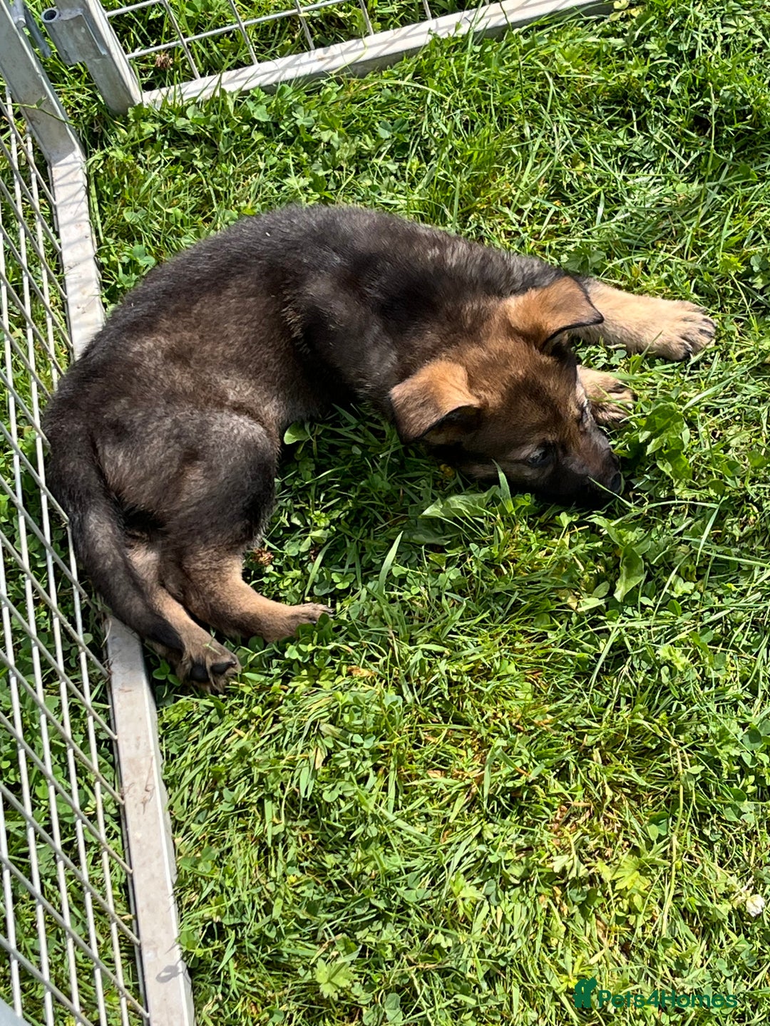 German Shepherd dogs for sale: German Shepherd Pups  - Image 15