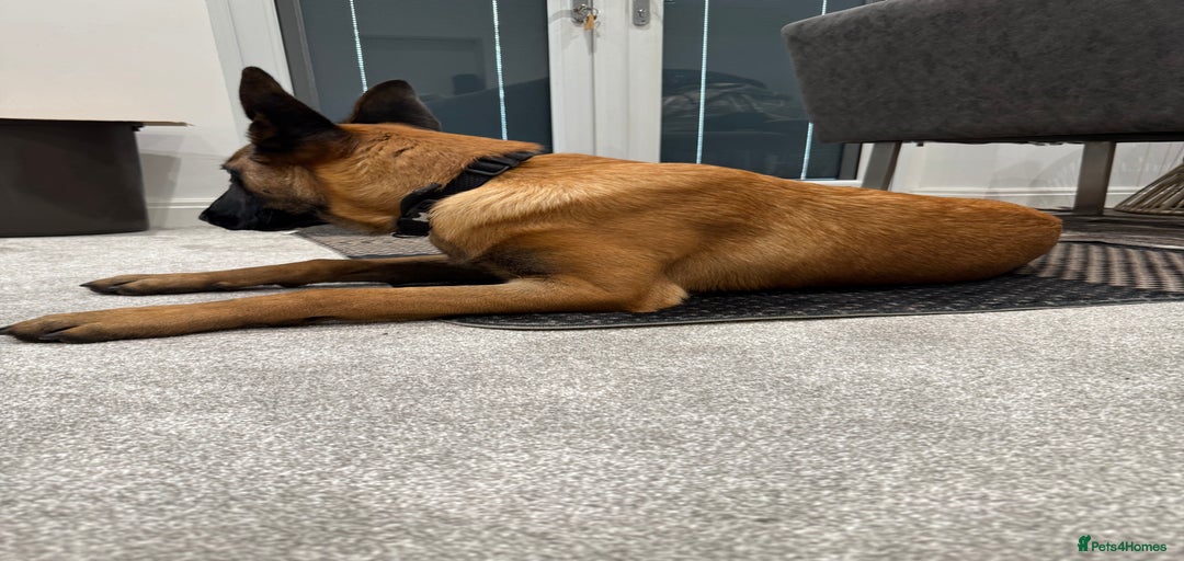 Gallery Image {{count}}