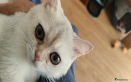 Scottish Fold cats for sale: Scottish Fold girl & Straight boy, 1 yr siblings - Image 7