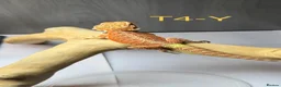 Bearded Dragon reptiles for sale: Baby Bearded Dragons available  - Advert 22