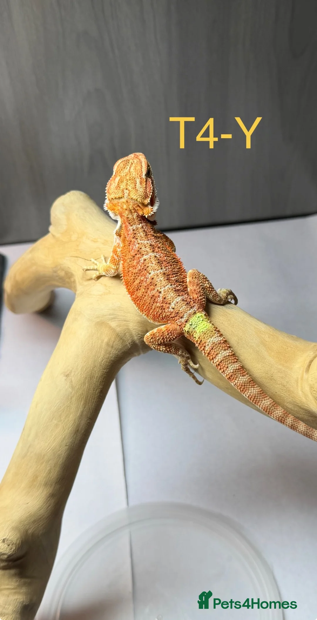 Bearded Dragon reptiles for sale: Baby Bearded Dragons available  - Advert 22