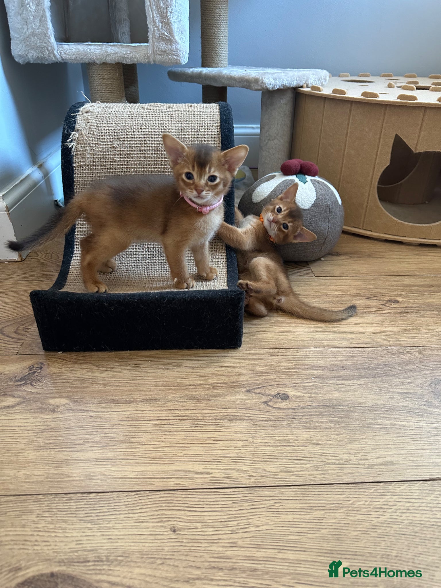 Abyssinian cats Abyssinian kittens  - Advert 1